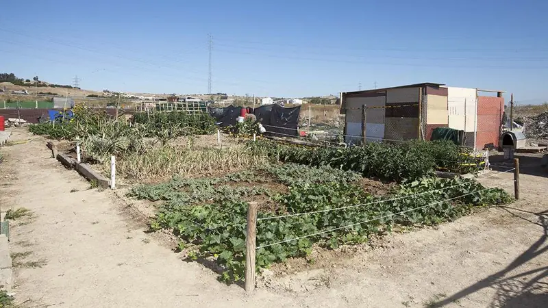 agricultura urbana