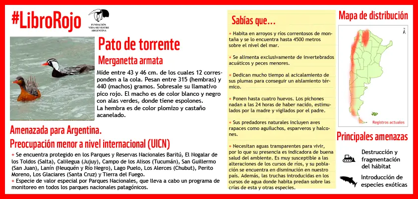 Libro Rojo: Pato de torrente