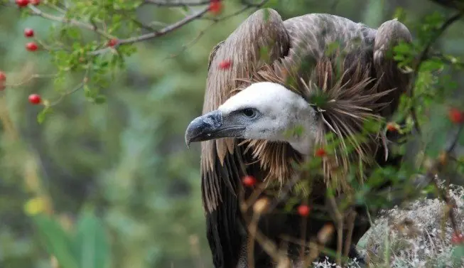 Buitre leonado (Gyps fulvus)