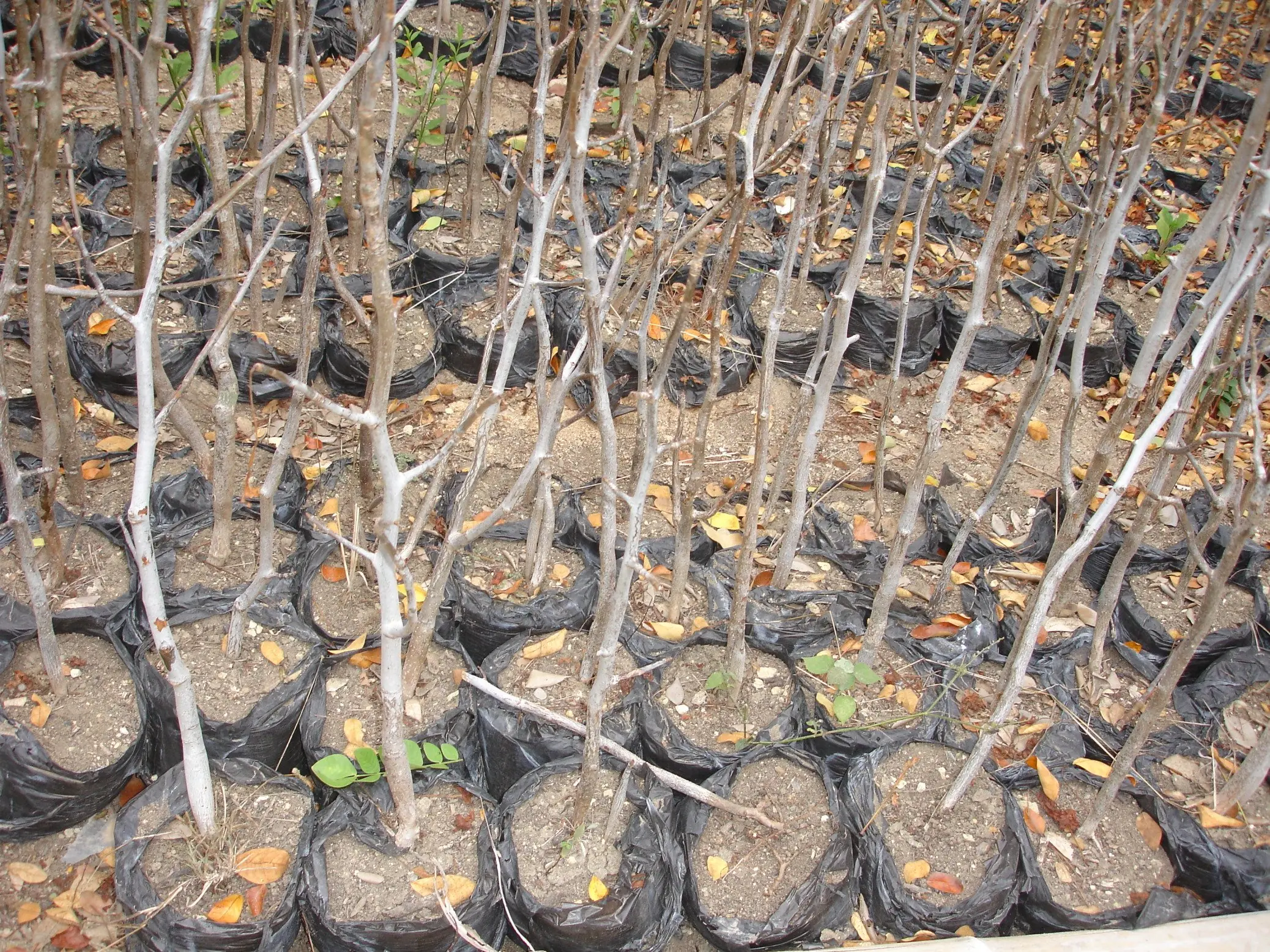 Proyecto de Reforestación del Palo Santo Bursera Graveolens