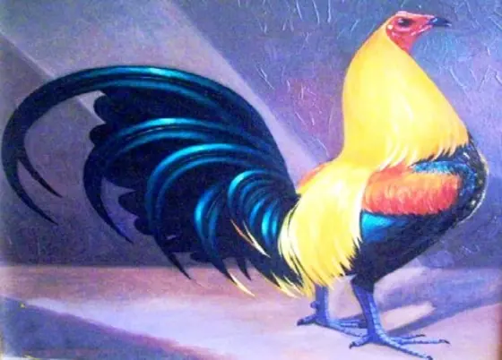 Riña de gallos en Montevideo