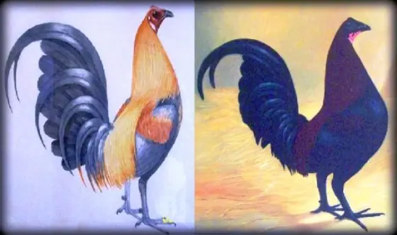 gallos
