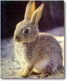 Conejo