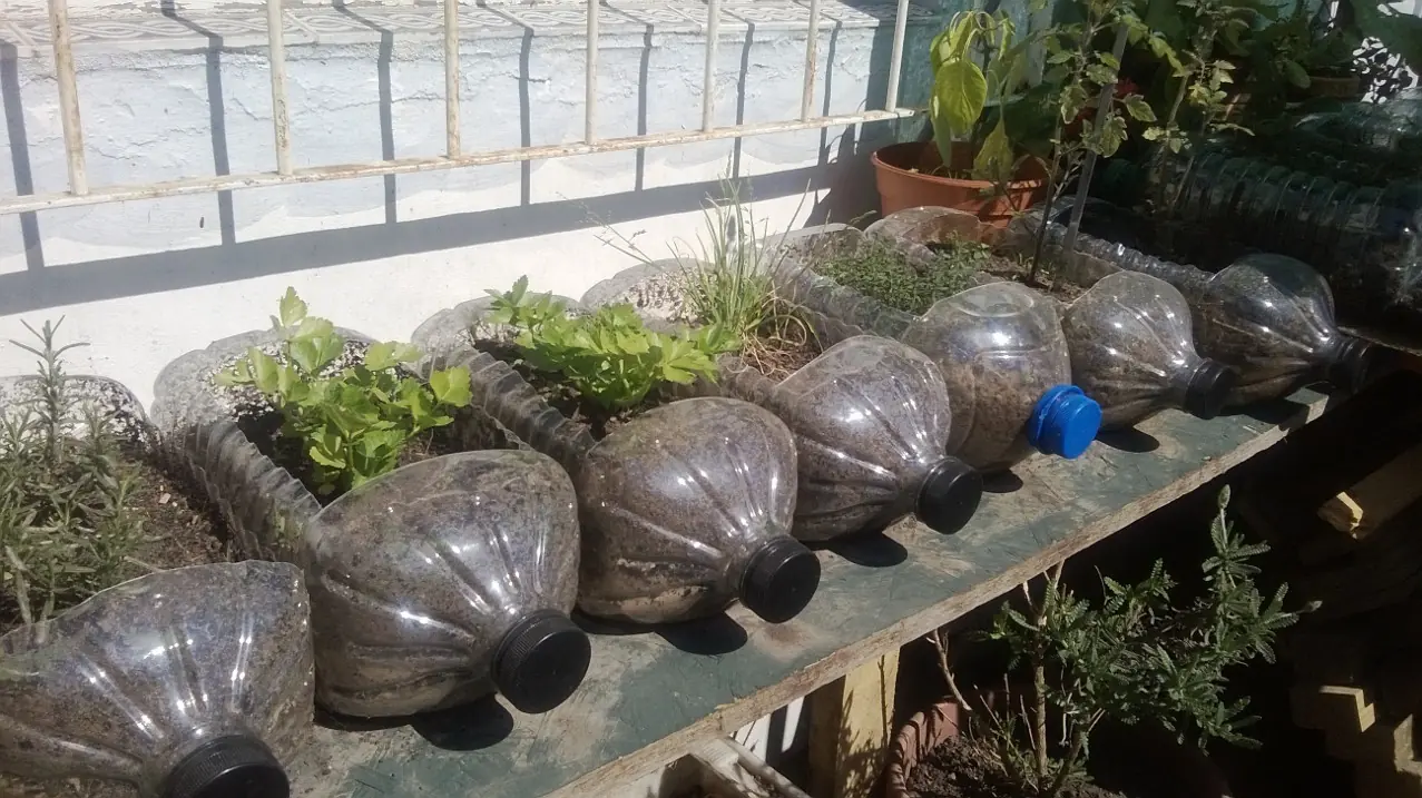 plantas