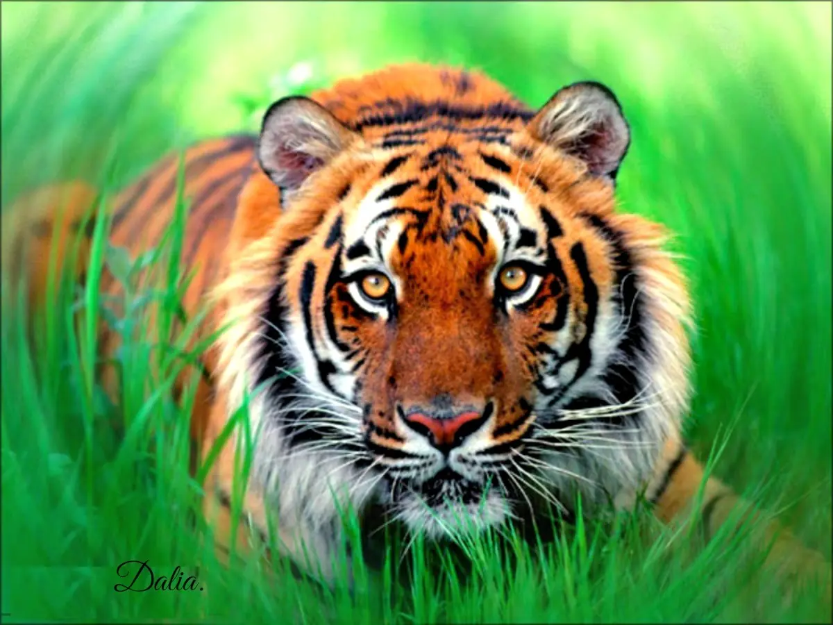 La triste vida del tigre