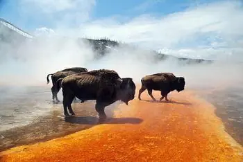 Yellowstone, maravilla natural.