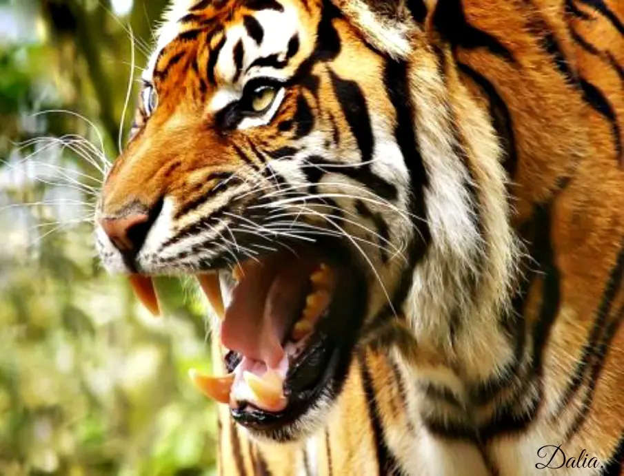 tigre