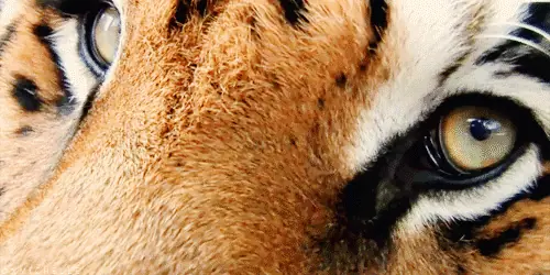 La triste vida del tigre