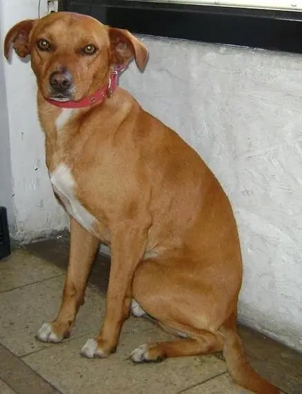 gaucho