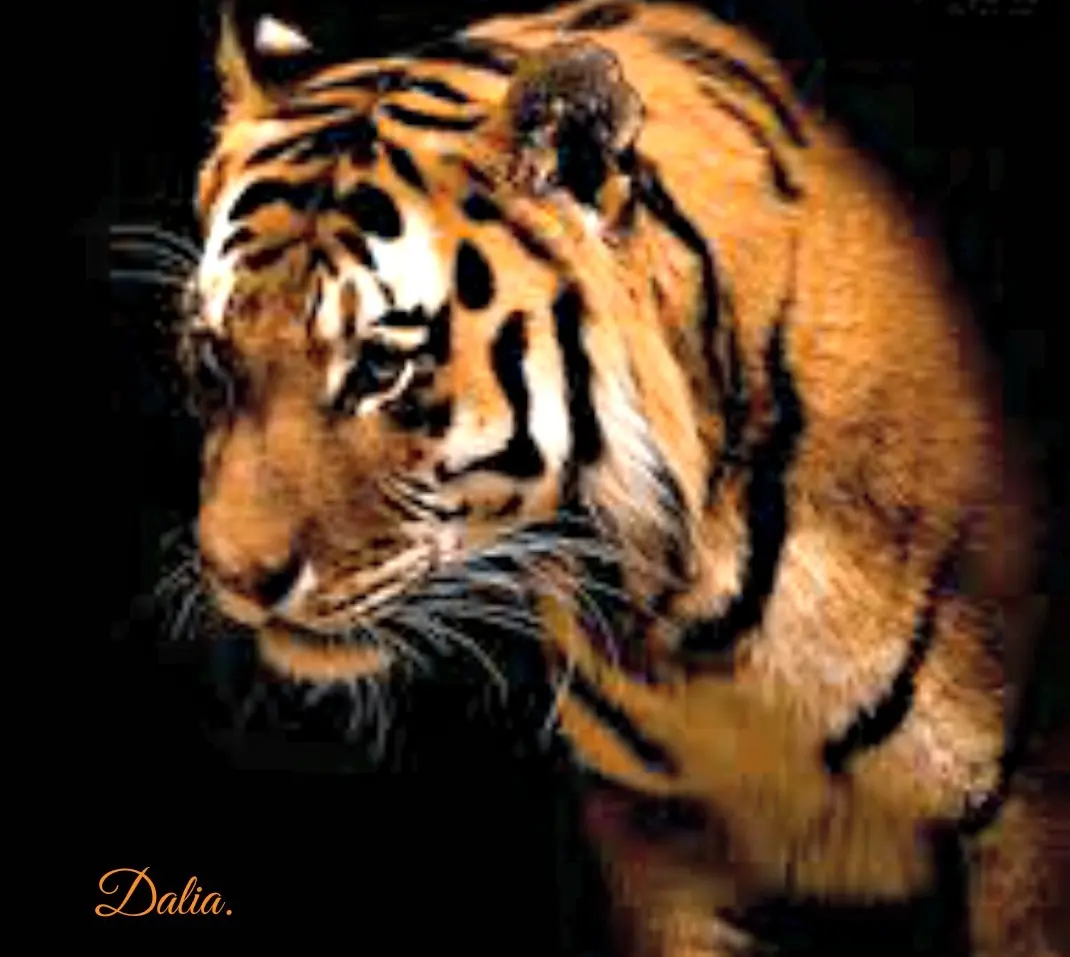 tigre