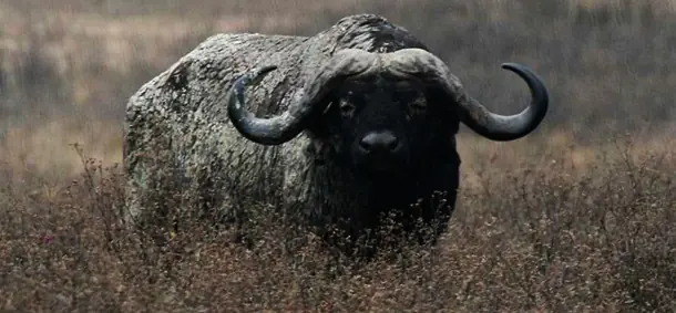 Los animales más mortíferos