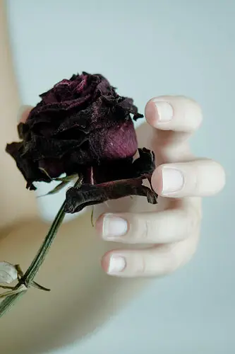 rosas