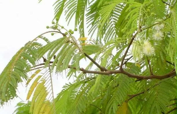 ecologia