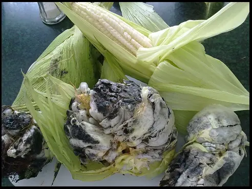hongos