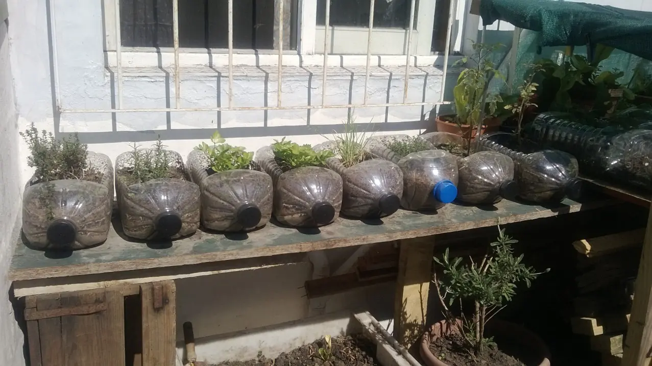 plantas