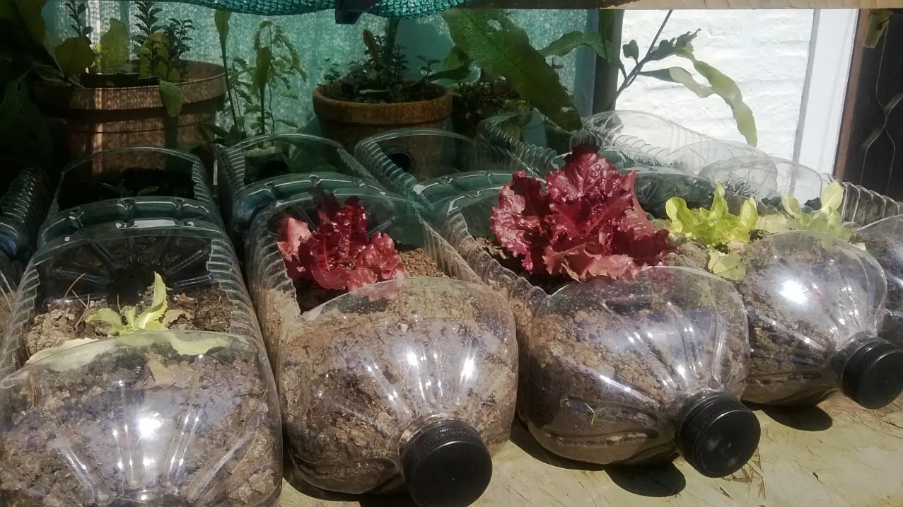 Invernadero con Botellas plásticas ( lo hizo mi vieja)