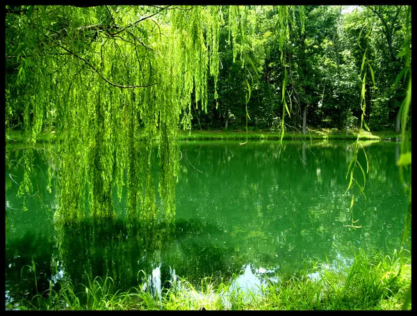 verde