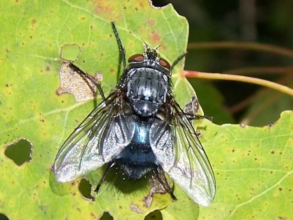 caracteristicas