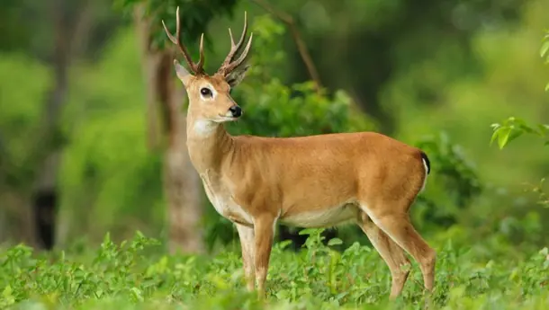 mortifero