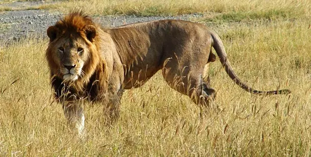 Los animales más mortíferos