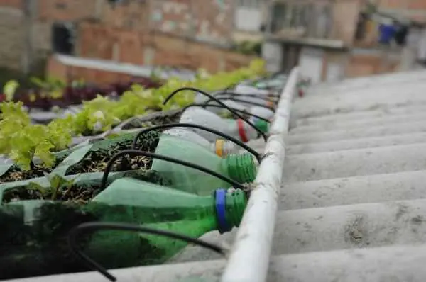 eco