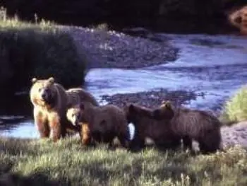 bisontes