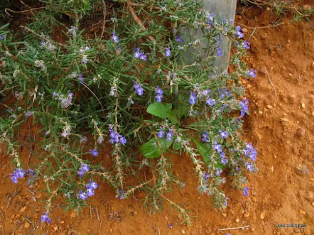 rosmarinus officinalis l