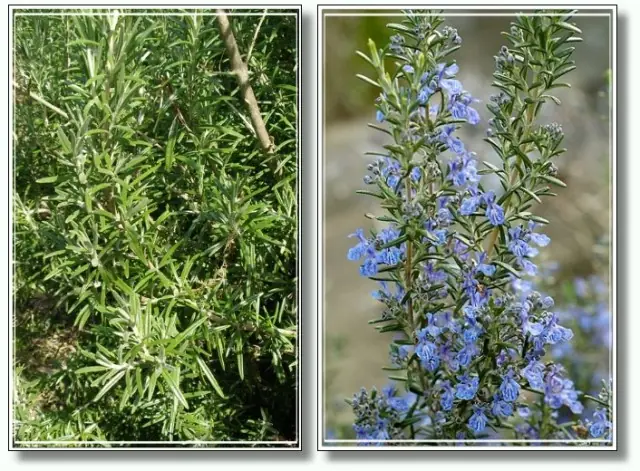 rosmarinus officinalis l