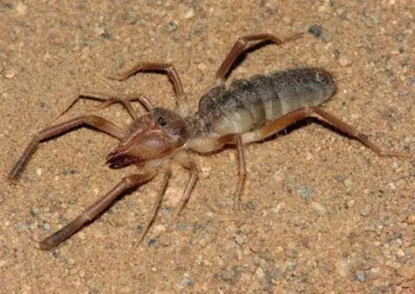 La Araña camello, mitos y verdades