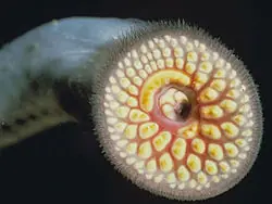 una