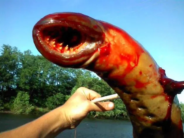 Lamprea marina gigante encontrada en rio de los EEUU