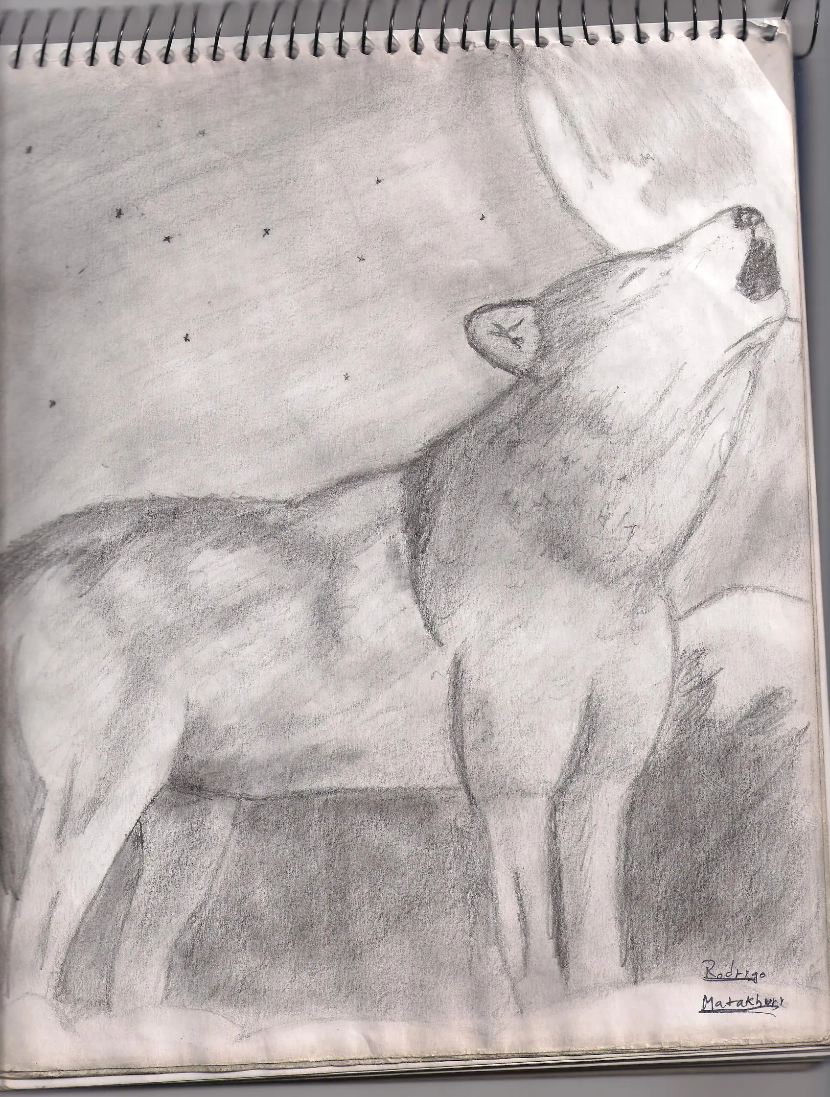 Animales