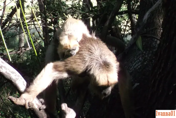 Reserva  de monos carayá-mi punto de vista