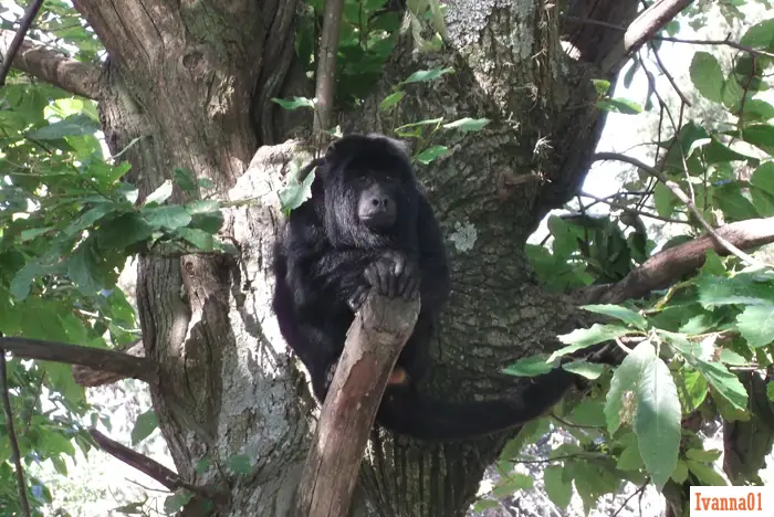 Reserva  de monos carayá-mi punto de vista