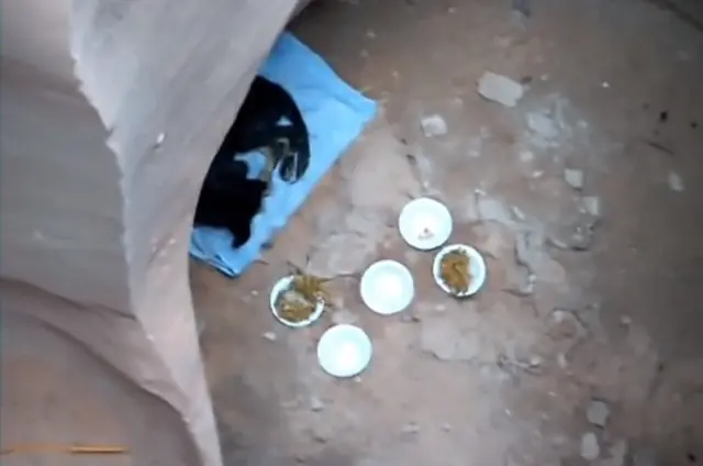 La increíble historia del perro rescatado en un cañón