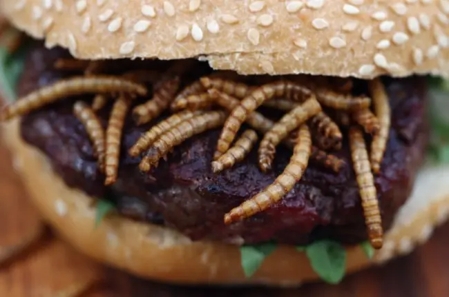 comida de insectos