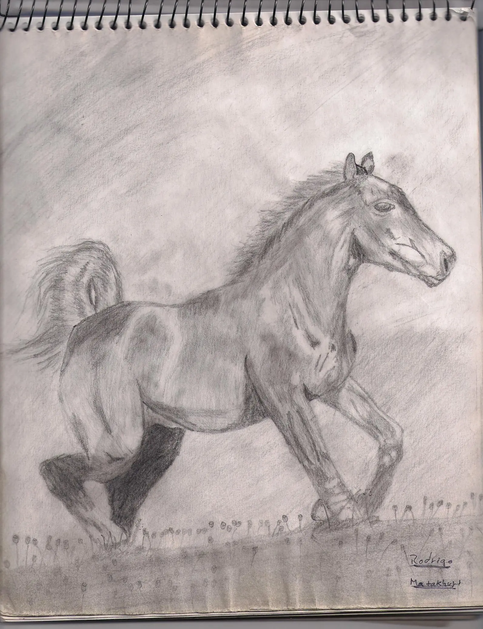 mlp