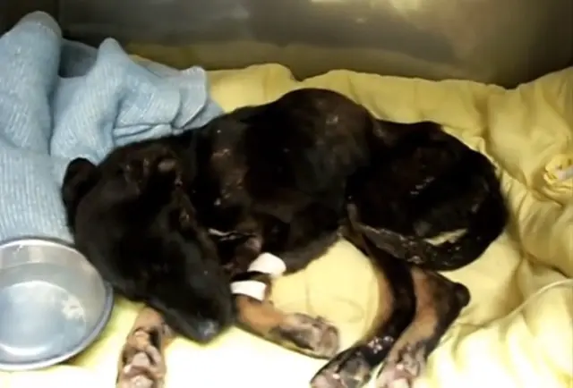 La increíble historia del perro rescatado en un cañón