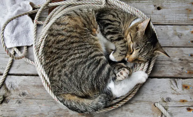 Tu gato puede enseñarte