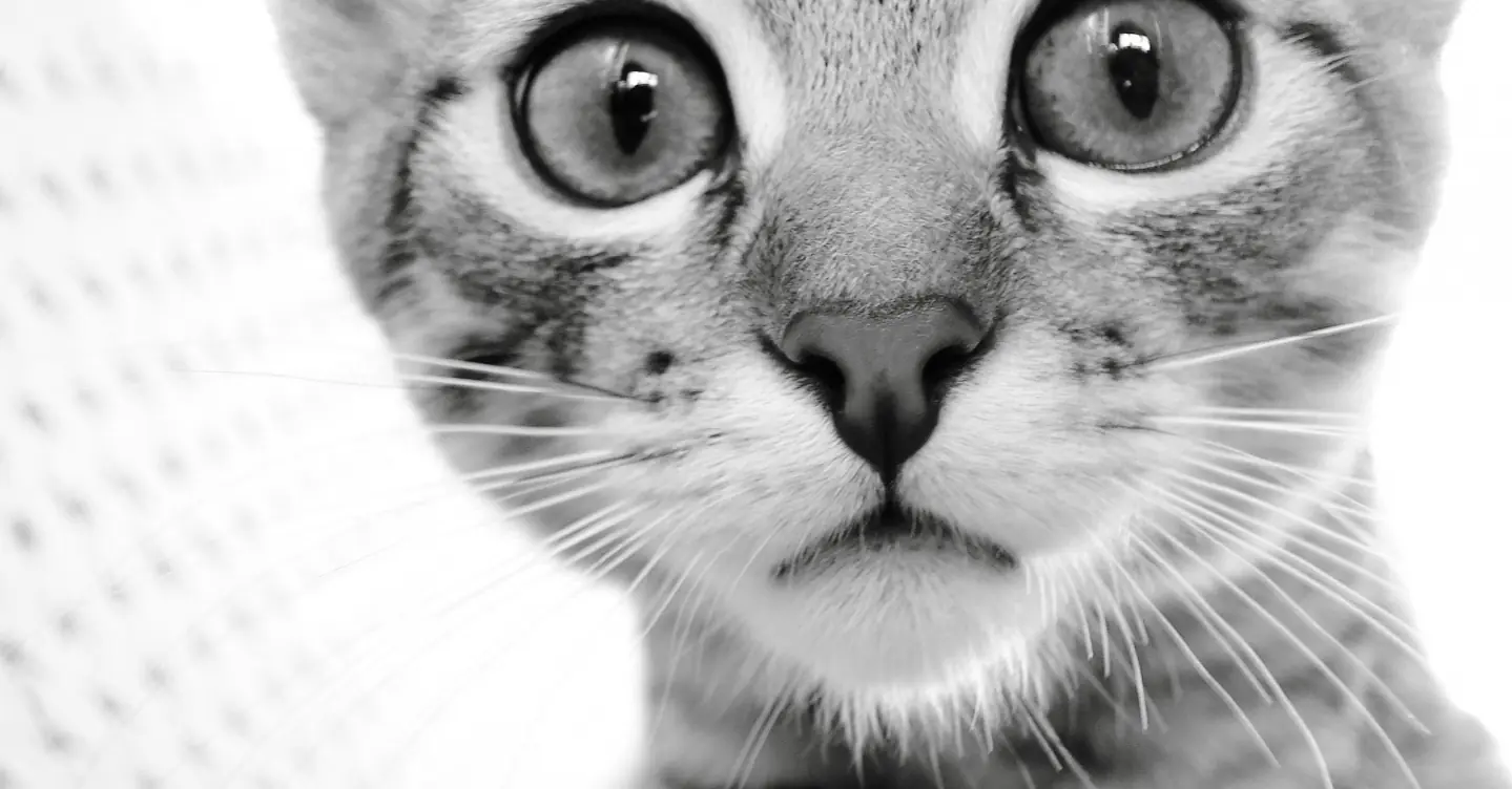 gato