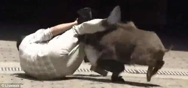 Jabalí suarezea en japón