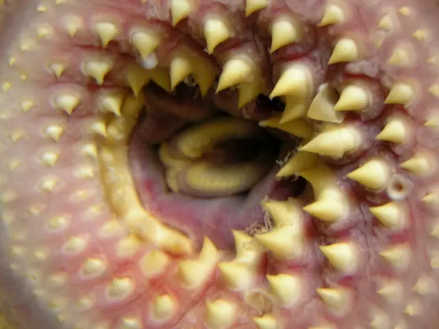 una