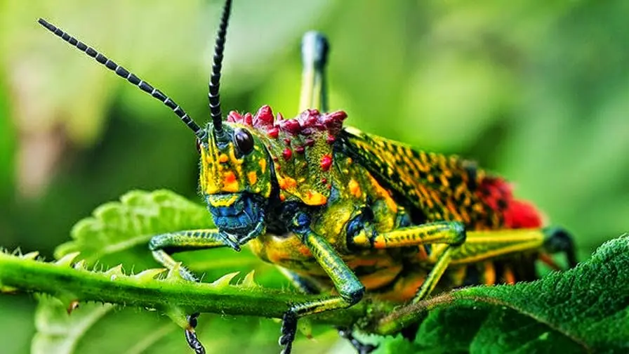 El hermoso (y peligroso) saltamontes arco iris.