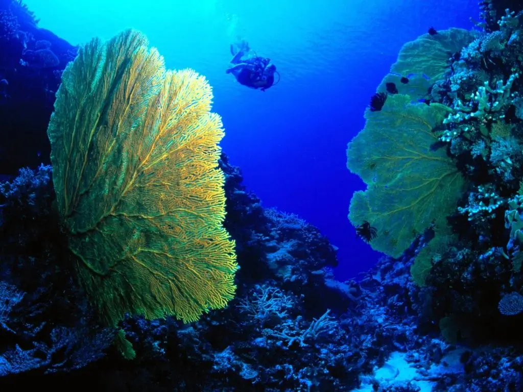 mar