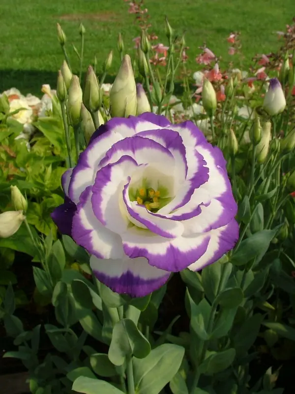 ¡Las 10 Flores Más Costosas Del Mundo!