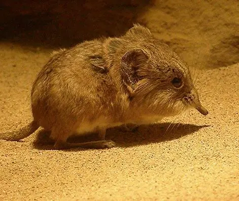 Descubren nuevo mamífero, similar a los ratones.
