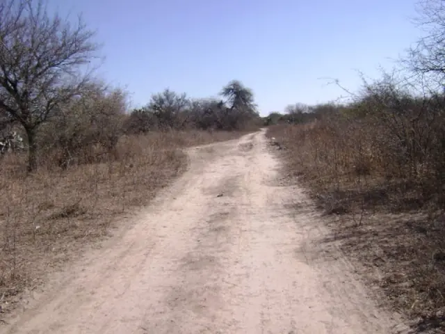 salvaje