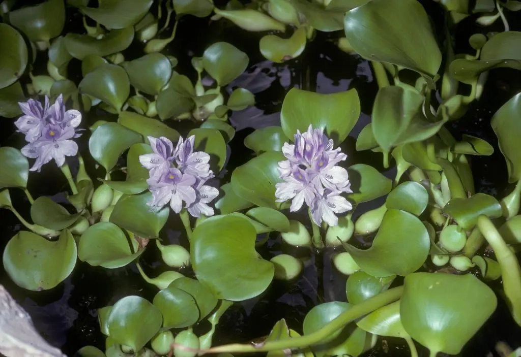 Algunas plantas curativas