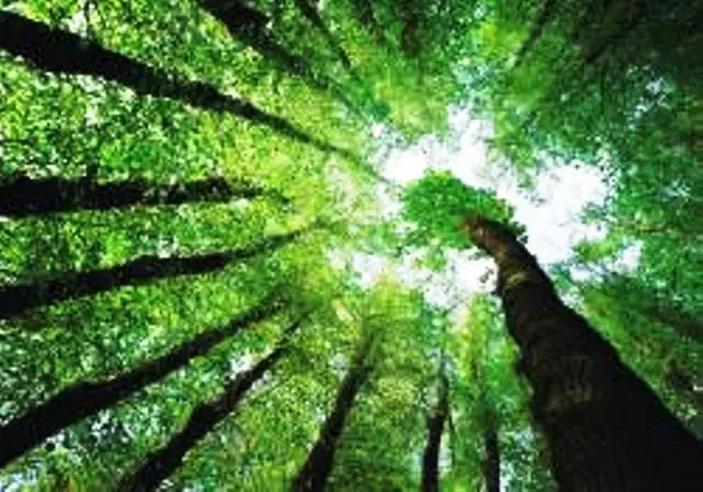 El fin de los Bosques del Mundo
