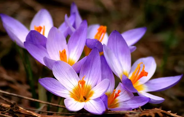 ¡Las 10 Flores Más Costosas Del Mundo!